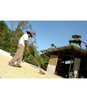Café Panama Palmyra certifié Rainforest