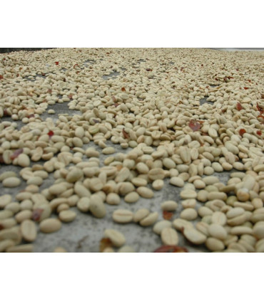 Café Panama Palmyra certifié Rainforest