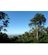 Café Panama Palmyra certifié Rainforest