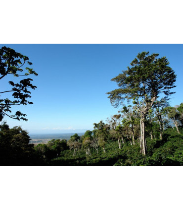 Café Panama Palmyra certifié Rainforest