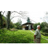 Café Panama Palmyra certifié Rainforest