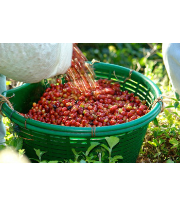 Café Panama Palmyra certifié Rainforest