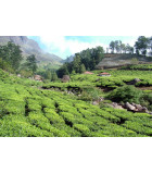 Thé Darjeeling (Inde)